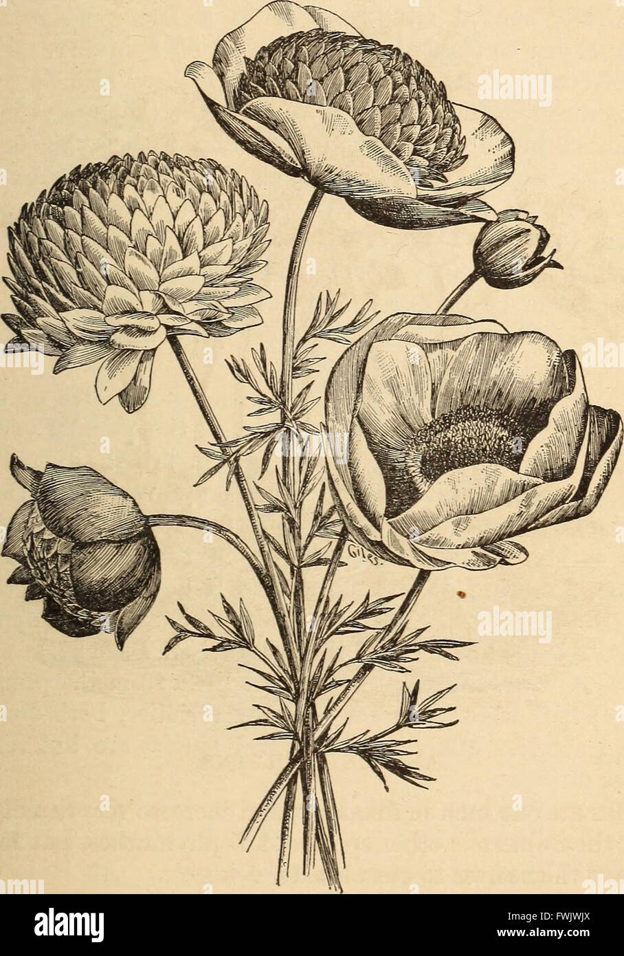 Blumenzwiebeln und Pflanzen Tuberöse verwurzelt; Ihre Geschichte, Beschreibung, Methoden der Vermehrung und komplette Wegbeschreibung für ihre erfolgreiche Kultur im Garten, Wohnung und Gewächshaus (1893) Stockfoto