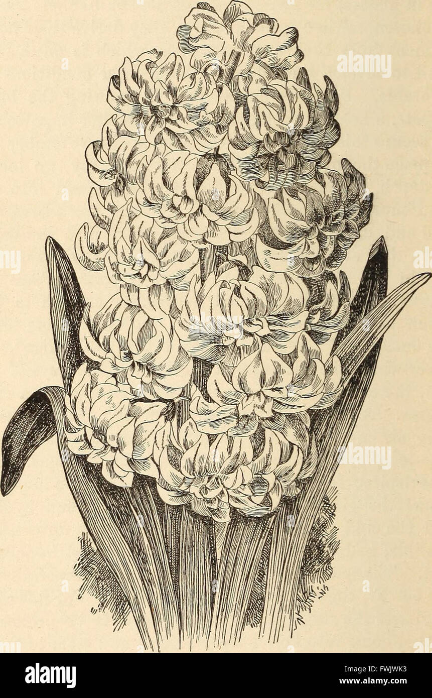 Blumenzwiebeln und Pflanzen Tuberöse verwurzelt; Ihre Geschichte, Beschreibung, Methoden der Vermehrung und komplette Wegbeschreibung für ihre erfolgreiche Kultur im Garten, Wohnung und Gewächshaus (1893) Stockfoto