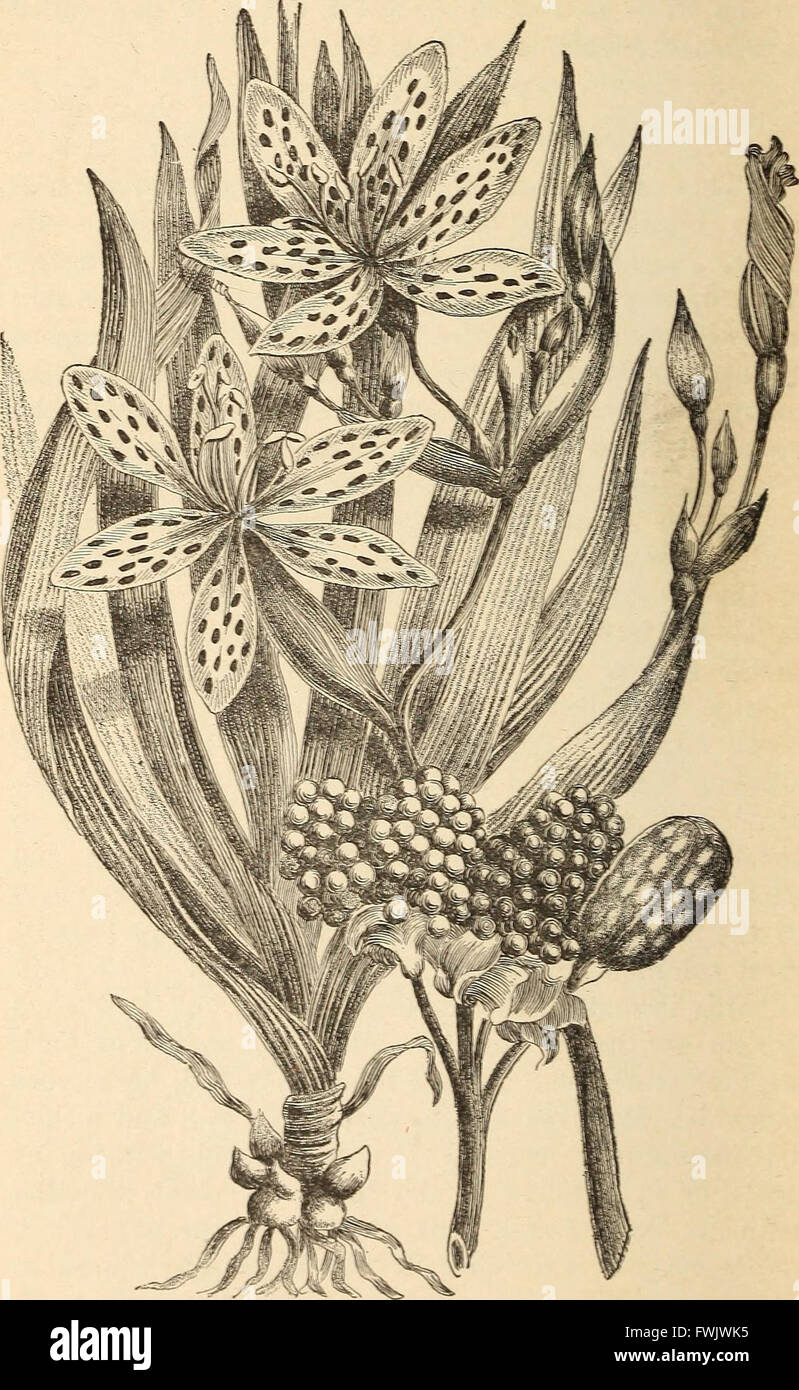 Blumenzwiebeln und Pflanzen Tuberöse verwurzelt; Ihre Geschichte, Beschreibung, Methoden der Vermehrung und komplette Wegbeschreibung für ihre erfolgreiche Kultur im Garten, Wohnung und Gewächshaus (1893) Stockfoto