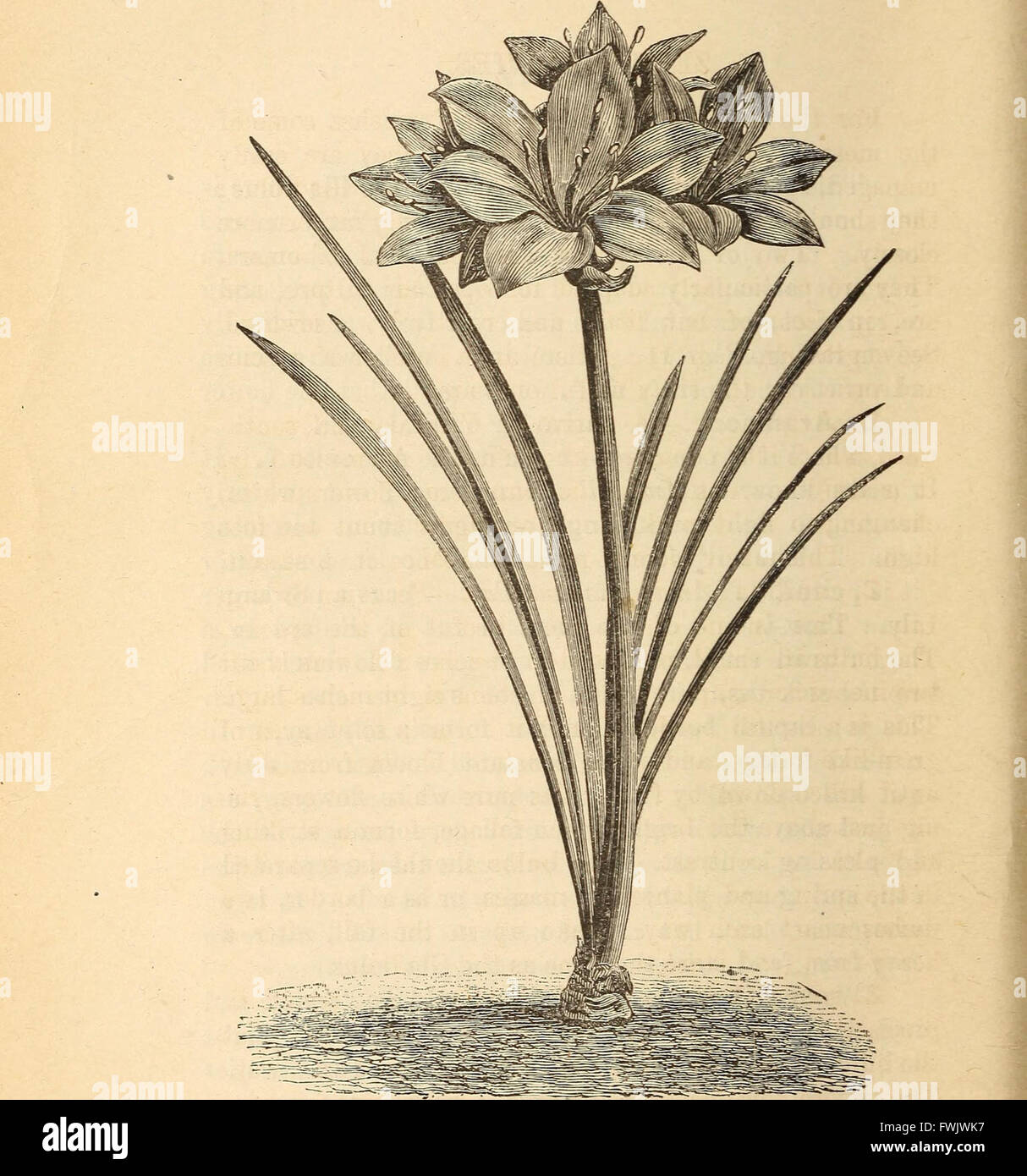 Blumenzwiebeln und Pflanzen Tuberöse verwurzelt; Ihre Geschichte, Beschreibung, Methoden der Vermehrung und komplette Wegbeschreibung für ihre erfolgreiche Kultur im Garten, Wohnung und Gewächshaus (1893) Stockfoto