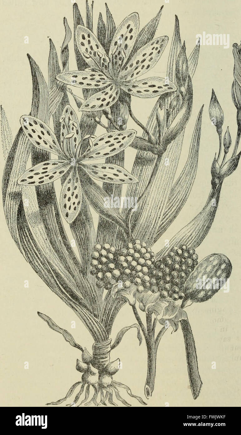 Blumenzwiebeln und Pflanzen Tuberöse verwurzelt; Ihre Geschichte, Beschreibung, Methoden der Vermehrung und komplette Wegbeschreibung für ihre erfolgreiche Kultur im Garten, Wohnung und Gewächshaus (1893) Stockfoto