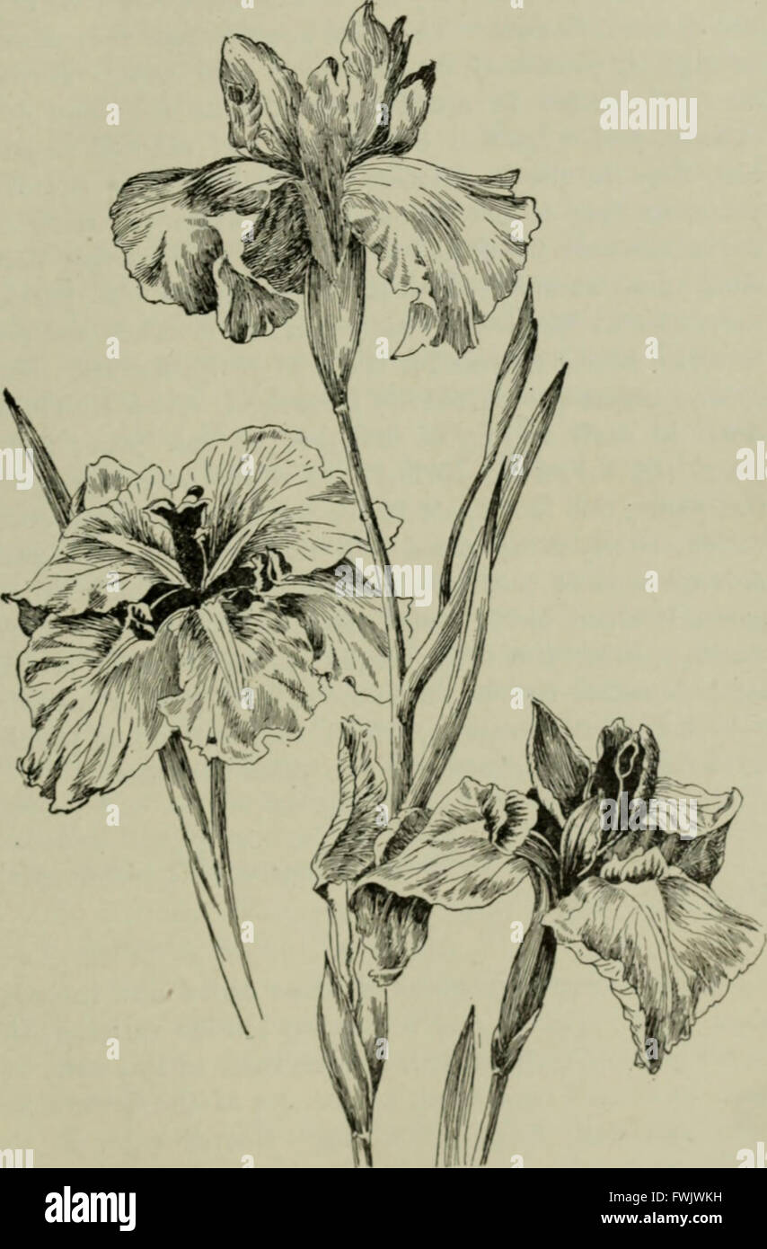 Blumenzwiebeln und Pflanzen Tuberöse verwurzelt; Ihre Geschichte, Beschreibung, Methoden der Vermehrung und komplette Wegbeschreibung für ihre erfolgreiche Kultur im Garten, Wohnung und Gewächshaus (1893) Stockfoto