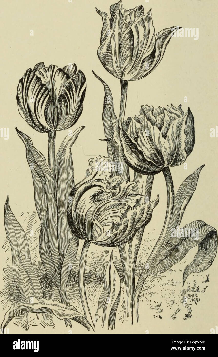 Blumenzwiebeln und Pflanzen Tuberöse verwurzelt; Ihre Geschichte, Beschreibung, Methoden der Vermehrung und komplette Wegbeschreibung für ihre erfolgreiche Kultur im Garten, Wohnung und Gewächshaus (1893) Stockfoto