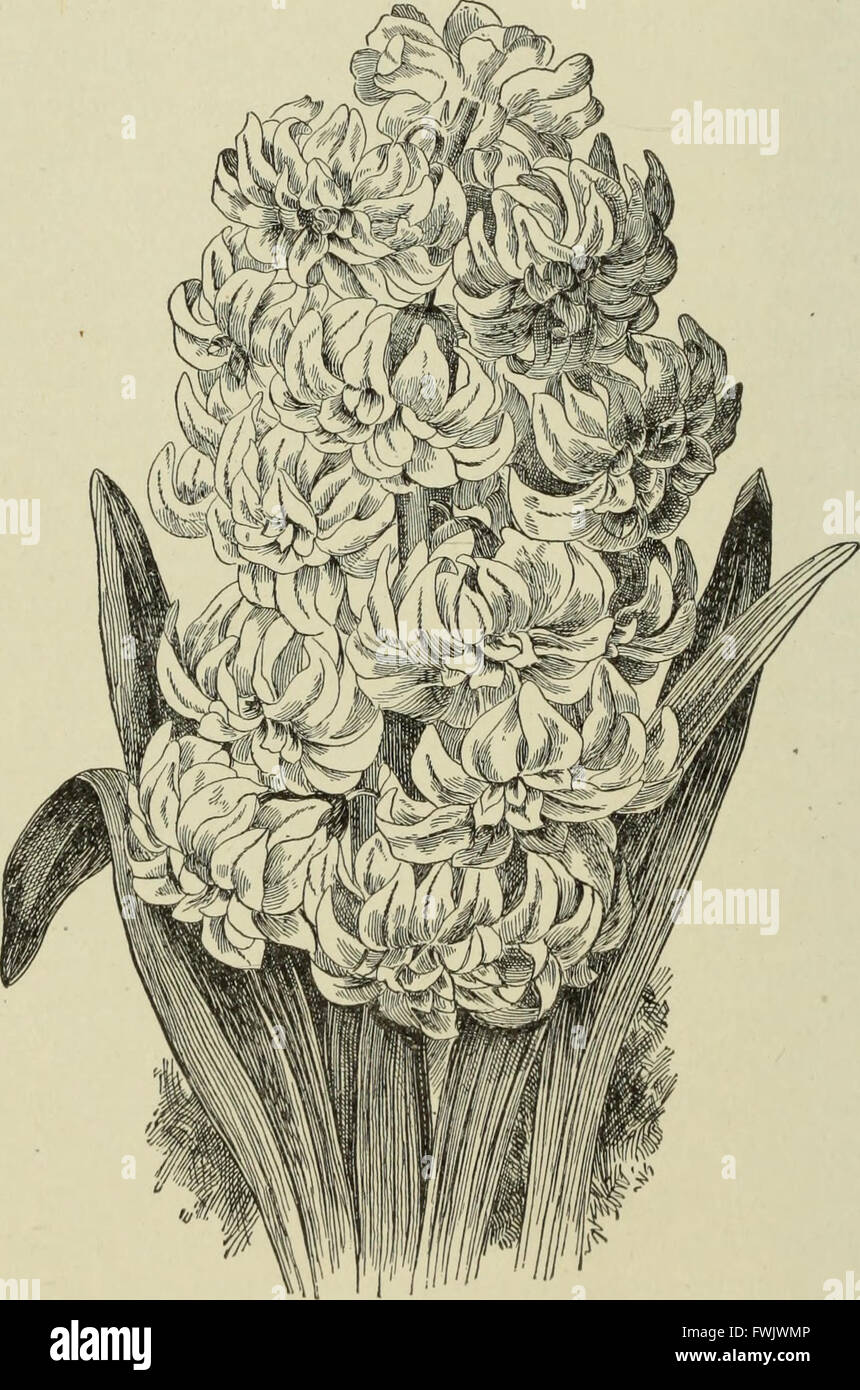 Blumenzwiebeln und Pflanzen Tuberöse verwurzelt; Ihre Geschichte, Beschreibung, Methoden der Vermehrung und komplette Wegbeschreibung für ihre erfolgreiche Kultur im Garten, Wohnung und Gewächshaus (1893) Stockfoto