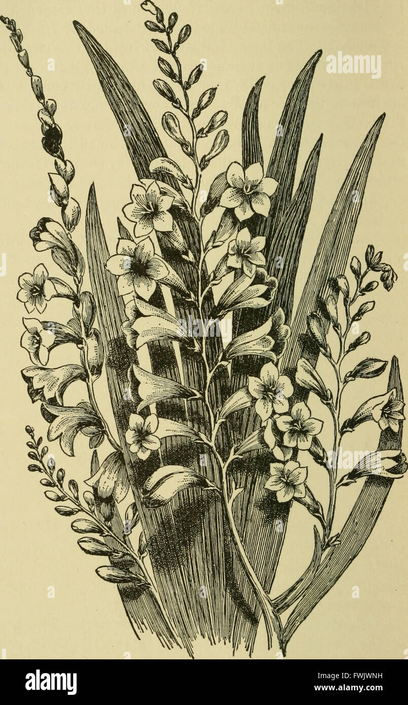 Lampen und Tuberöse verwurzelten Pflanzen - ihre Geschichte, Beschreibung, Methoden der Vermehrung und komplette Wegbeschreibung für ihre erfolgreiche Kultur im Garten, Wohnung und Gewächshaus (1919) Stockfoto