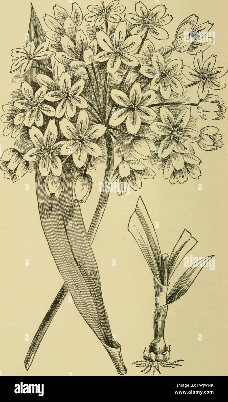 Lampen und Tuberöse verwurzelten Pflanzen - ihre Geschichte, Beschreibung, Methoden der Vermehrung und komplette Wegbeschreibung für ihre erfolgreiche Kultur im Garten, Wohnung und Gewächshaus (1919) Stockfoto