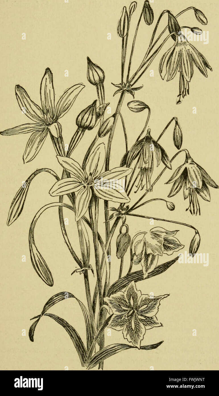 Lampen und Tuberöse verwurzelten Pflanzen - ihre Geschichte, Beschreibung, Methoden der Vermehrung und komplette Wegbeschreibung für ihre erfolgreiche Kultur im Garten, Wohnung und Gewächshaus (1919) Stockfoto