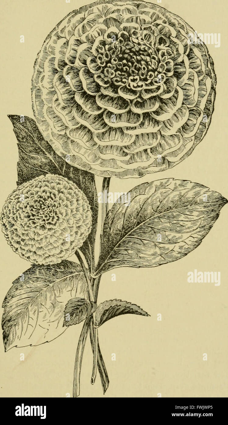 Lampen und Tuberöse verwurzelten Pflanzen - ihre Geschichte, Beschreibung, Methoden der Vermehrung und komplette Wegbeschreibung für ihre erfolgreiche Kultur im Garten, Wohnung und Gewächshaus (1919) Stockfoto