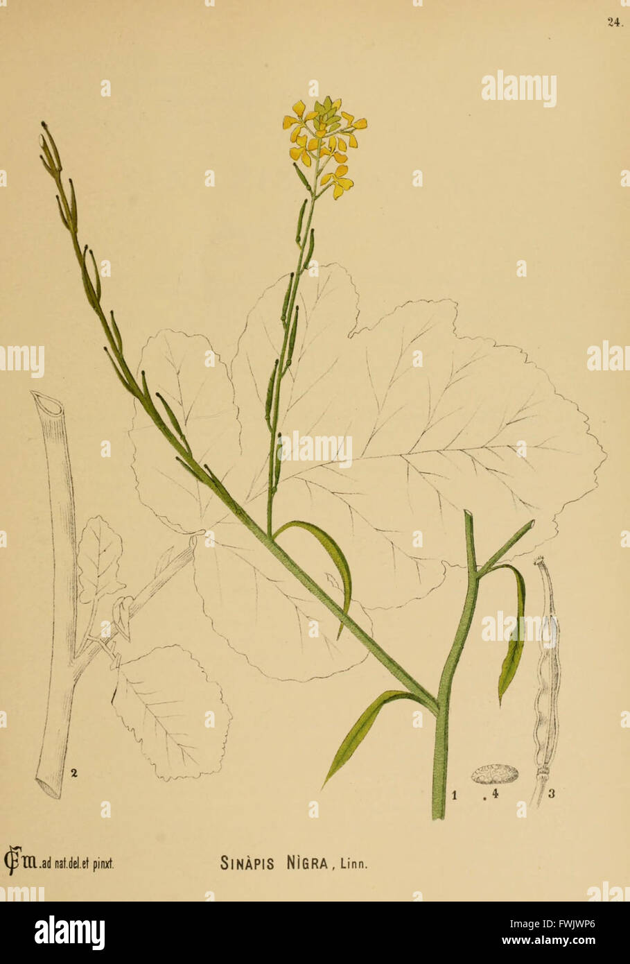 Diese Illustration amerikanischer Heilpflanzen (Platte 24) zeigt eine Reihe einheimischer Pflanzen mit medizinischen Eigenschaften. Das Kunstwerk unterstreicht die Bedeutung dieser Pflanzen in der frühen amerikanischen Medizin und in den botanischen Studien. Stockfoto