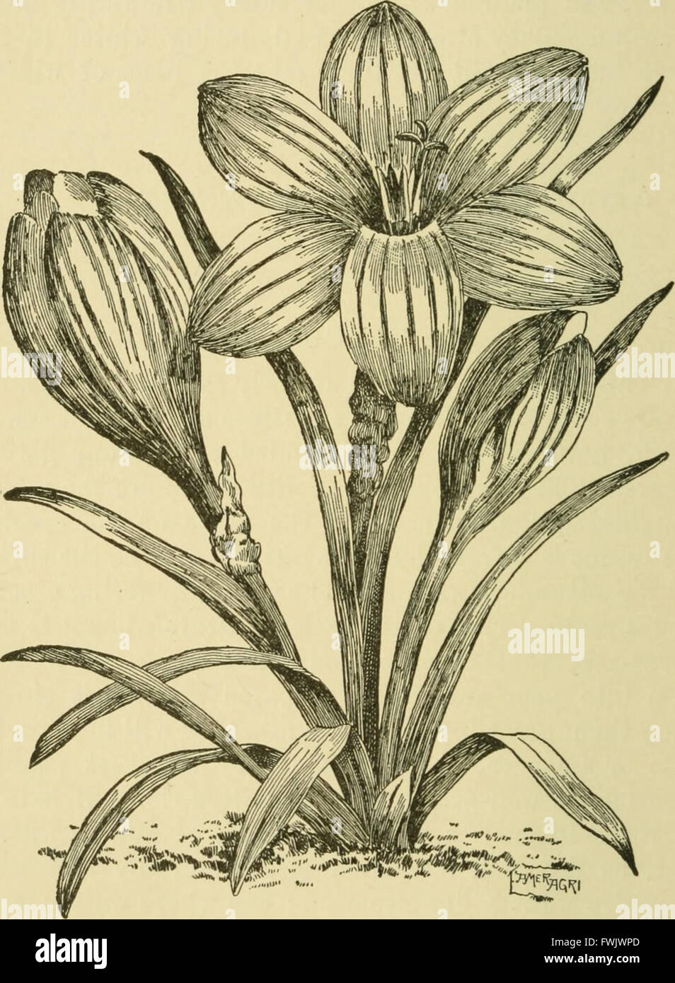 Lampen und Tuberöse verwurzelten Pflanzen - ihre Geschichte, Beschreibung, Methoden der Vermehrung und komplette Wegbeschreibung für ihre erfolgreiche Kultur im Garten, Wohnung und Gewächshaus (1919) Stockfoto