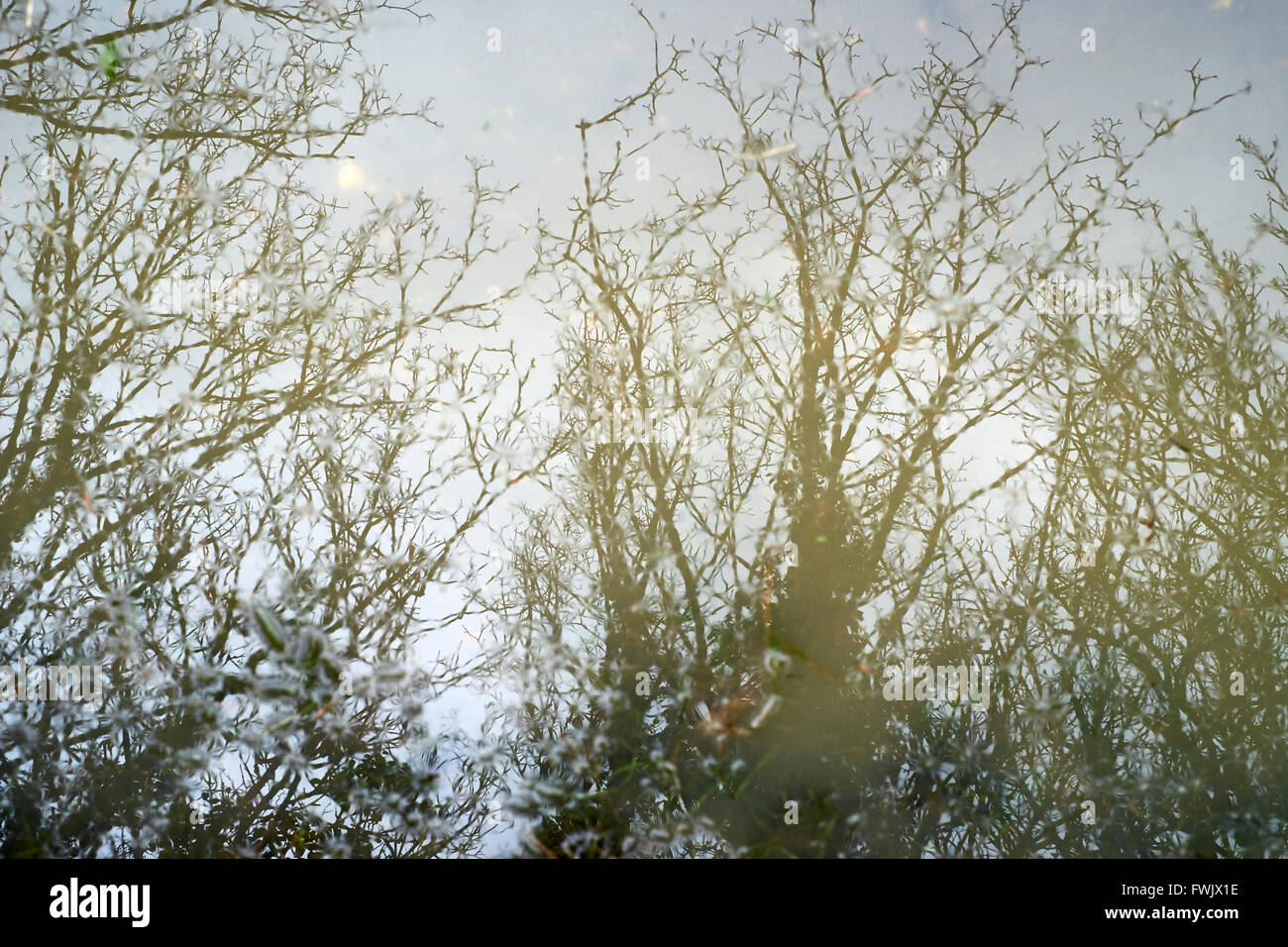 Baum Reflexionen im Wasser. Stockfoto