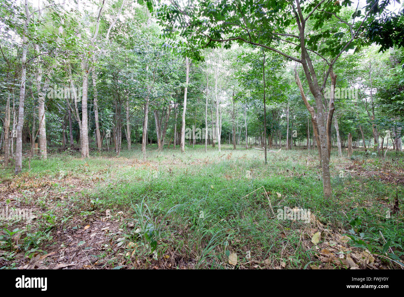 Lebendige grüne Wedel tief im Sommer Wald Weitwinkel Stockfoto