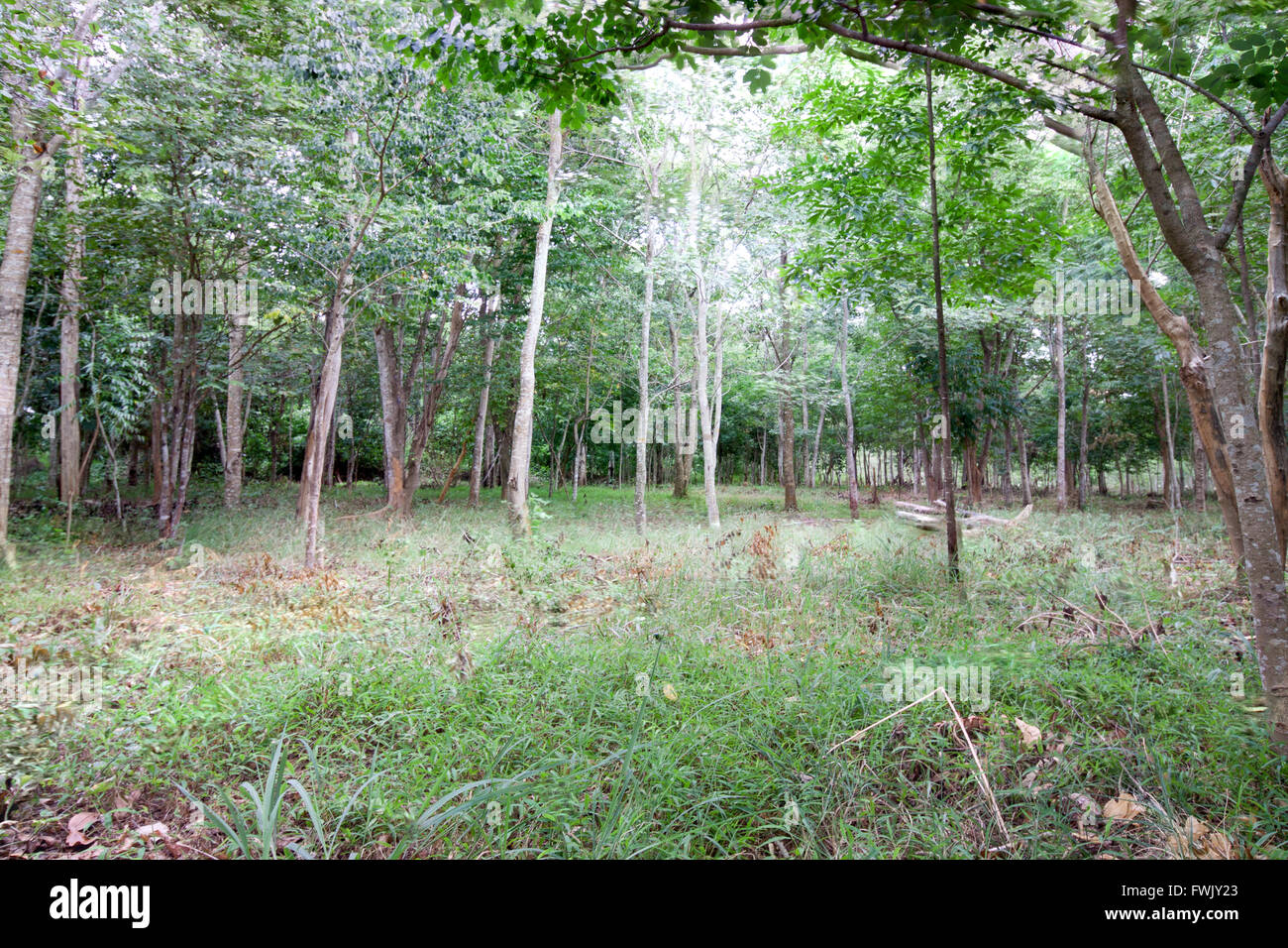 Lebendige grüne Wedel tief im Sommer Wald Weitwinkel Stockfoto