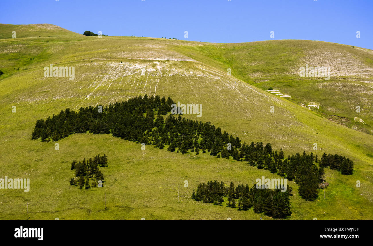 Bäume, die die Konformation des italienischen Staates bilden Stockfoto