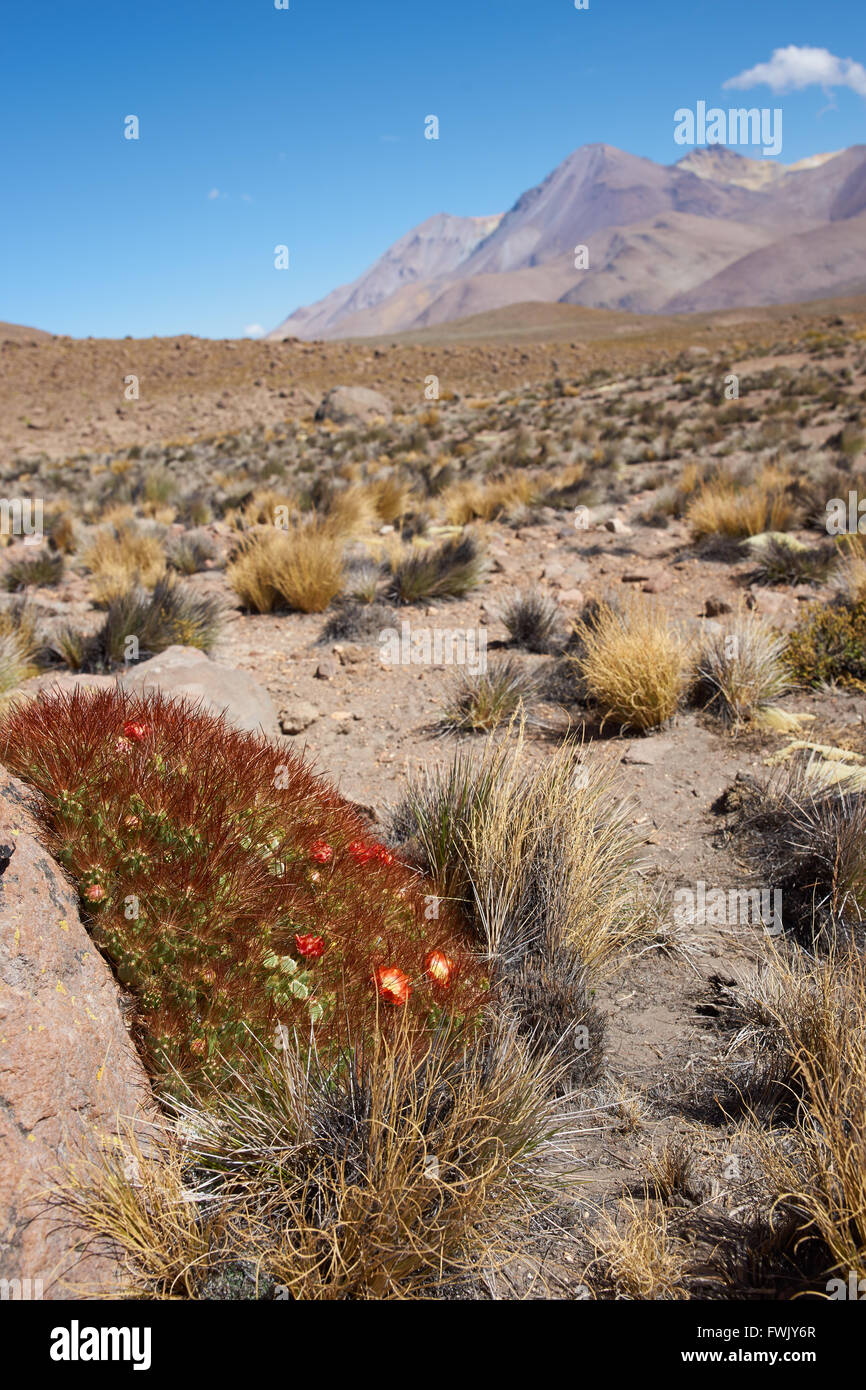 Blühende Kakteen Pflanze (Cumulopuntia Boliviana) im Nationalpark Lauca, Chile. Stockfoto