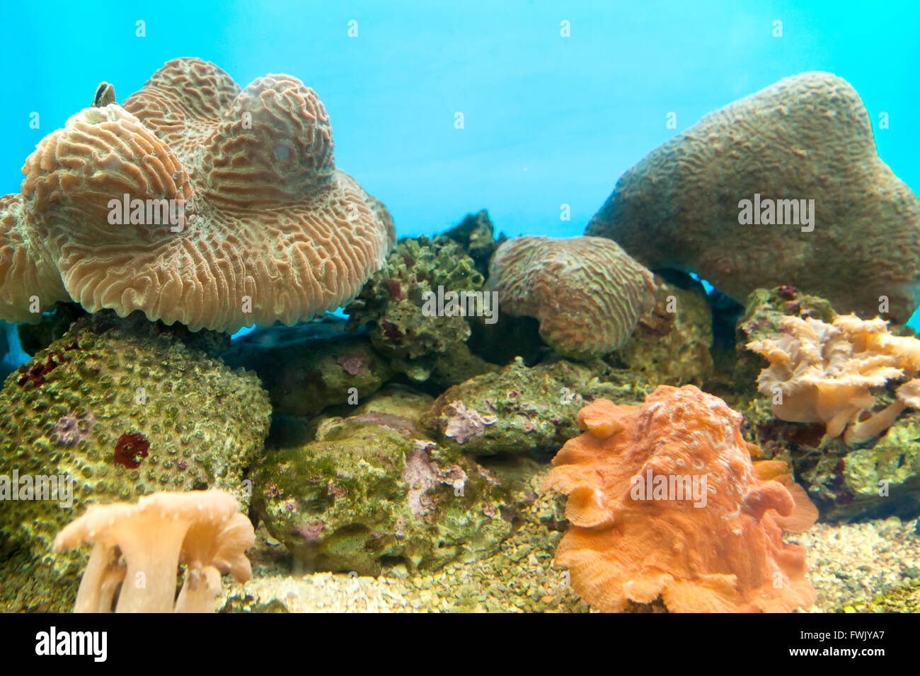 Anemonen sind in freier Wildbahn, Undersea in tropischem Klima weit verbreitet. Stockfoto