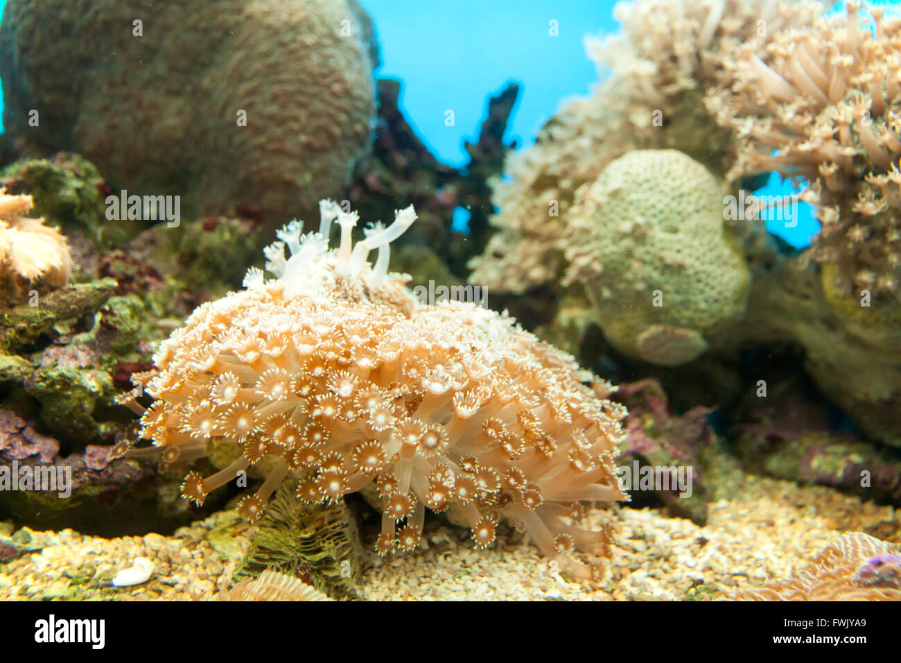 Anemonen sind in freier Wildbahn, Undersea in tropischem Klima weit verbreitet. Stockfoto