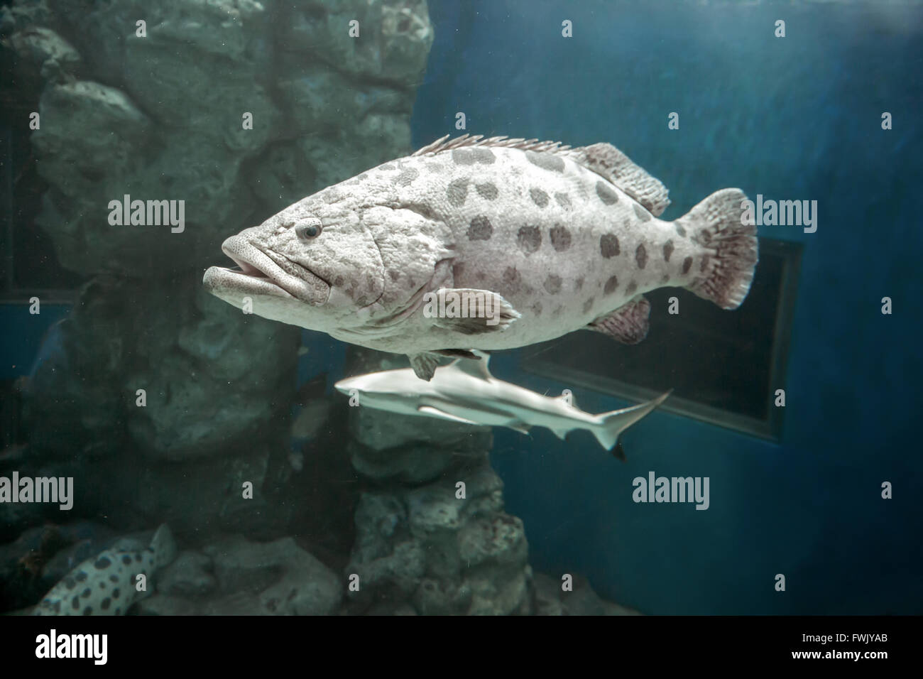 Brown spotted Zackenbarsch unter dem Meer. In dem großen Tank. Stockfoto