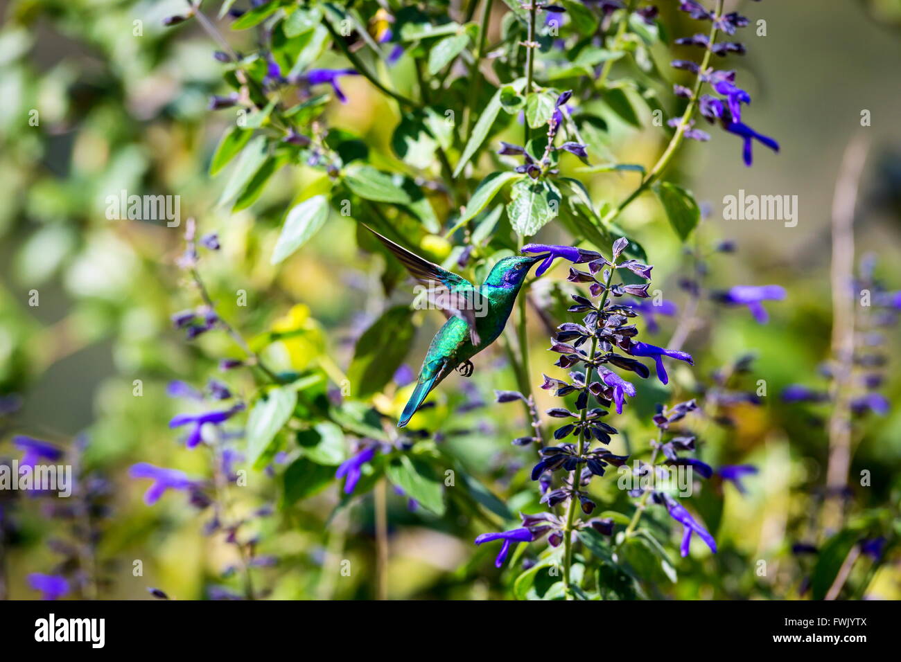 Der unglaublich schöne Grün Violett Eared Kolibri. Stockfoto
