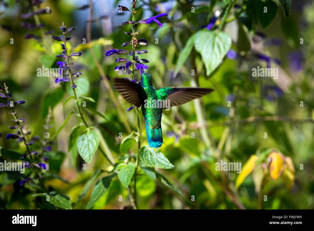 Der unglaublich schöne Grün Violett Eared Kolibri. Stockfoto