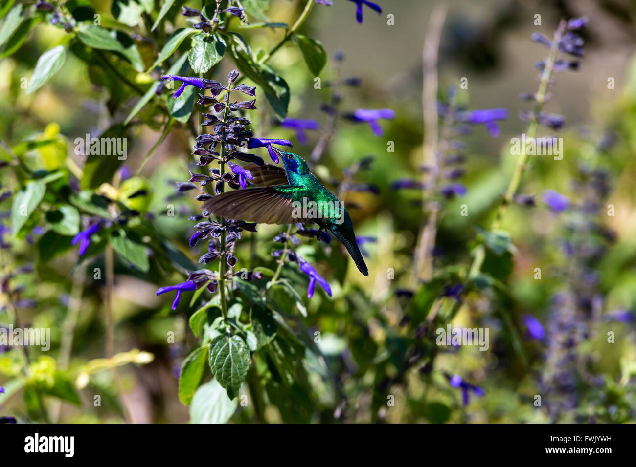 Der unglaublich schöne Grün Violett Eared Kolibri. Stockfoto