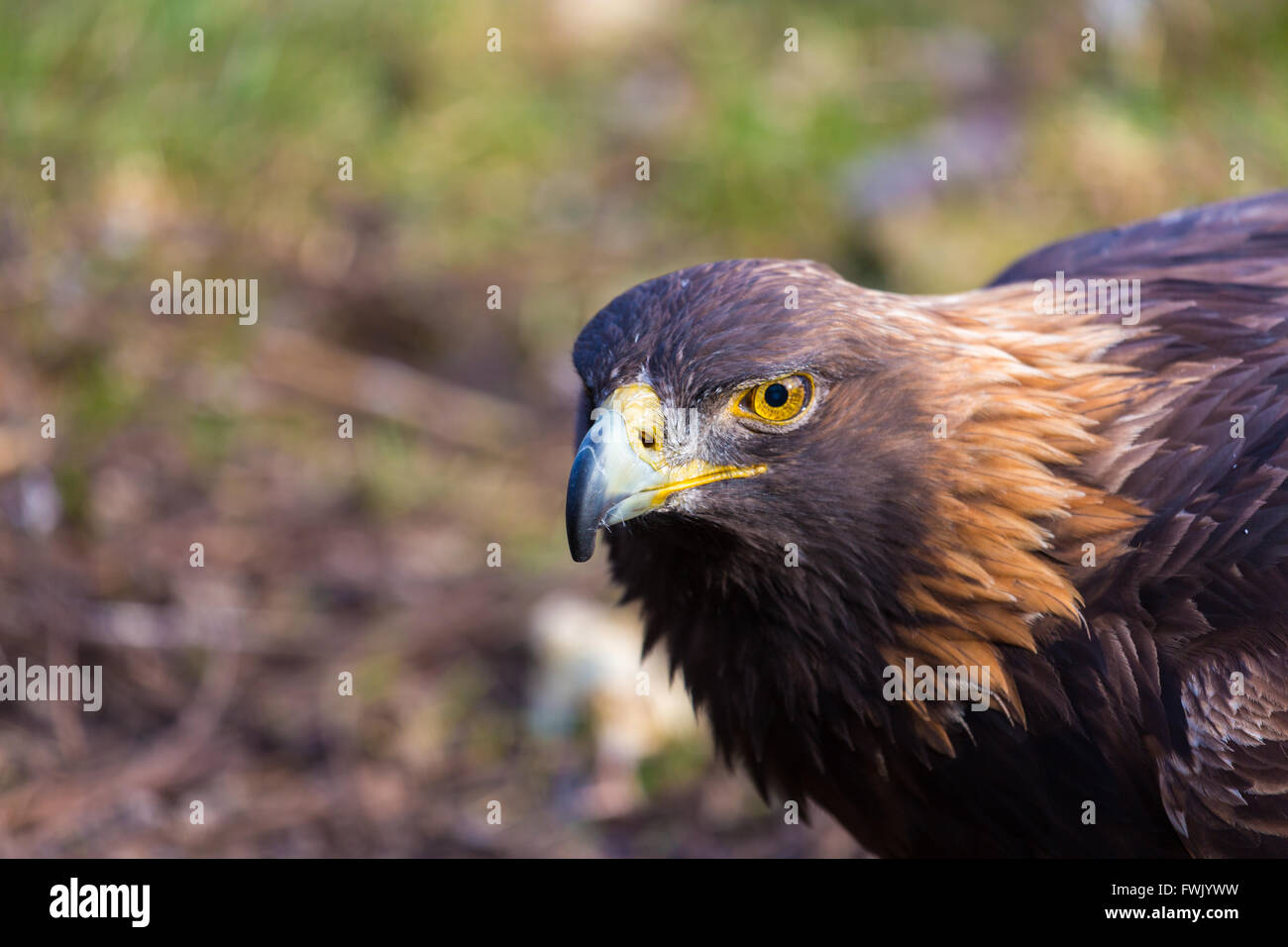 Goldener Adler, der König der Lüfte Stockfotografie - Alamy
