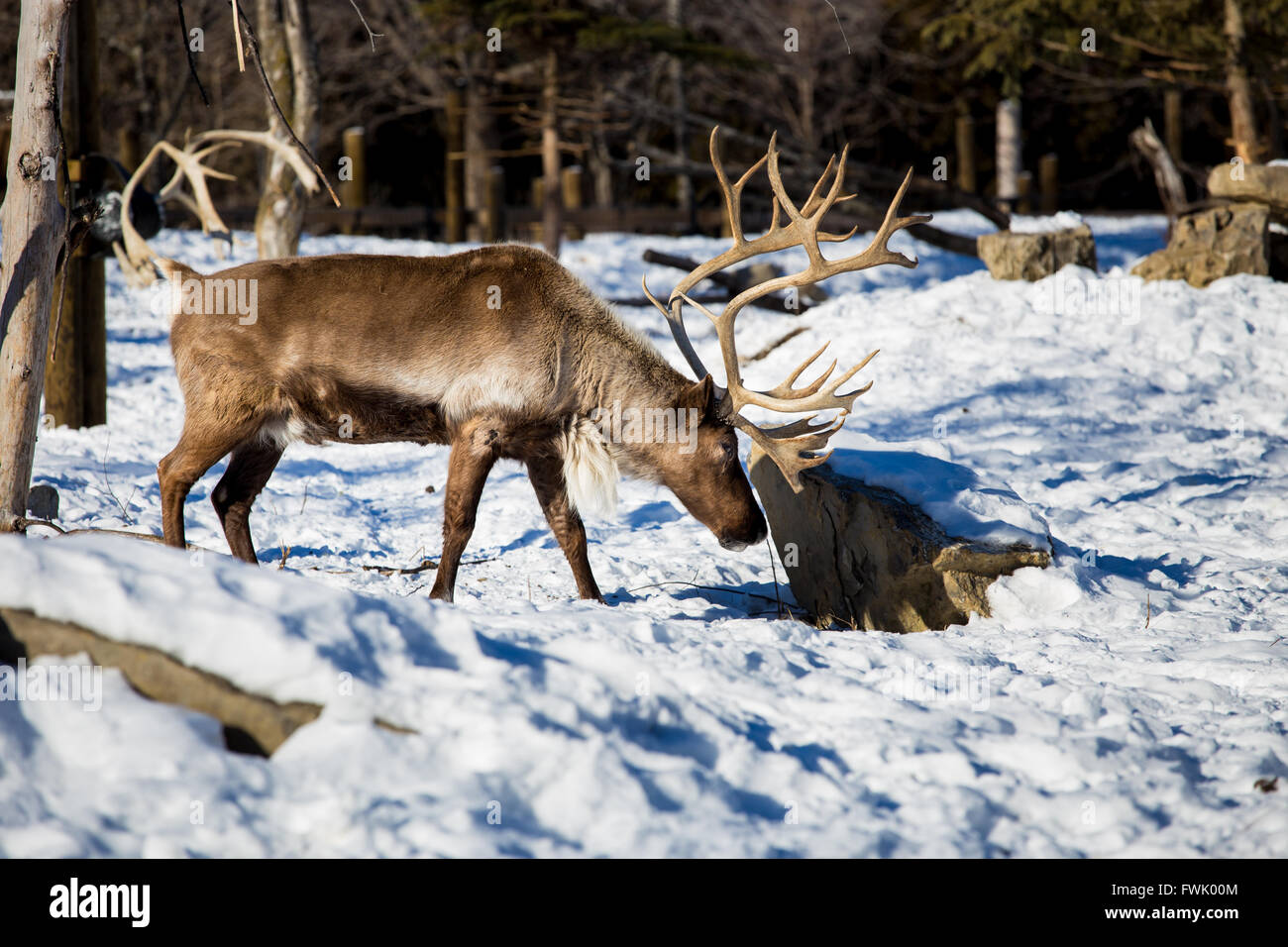 Nordamerikanische rentiere -Fotos und -Bildmaterial in hoher Auflösung –  Alamy