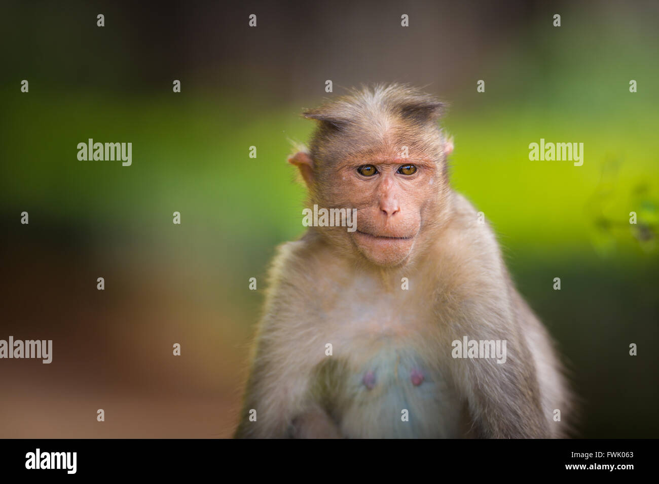 Bonnet Macaque Bestandteil der Banyan-Baum-Truppe Bangalore Indien. Stockfoto