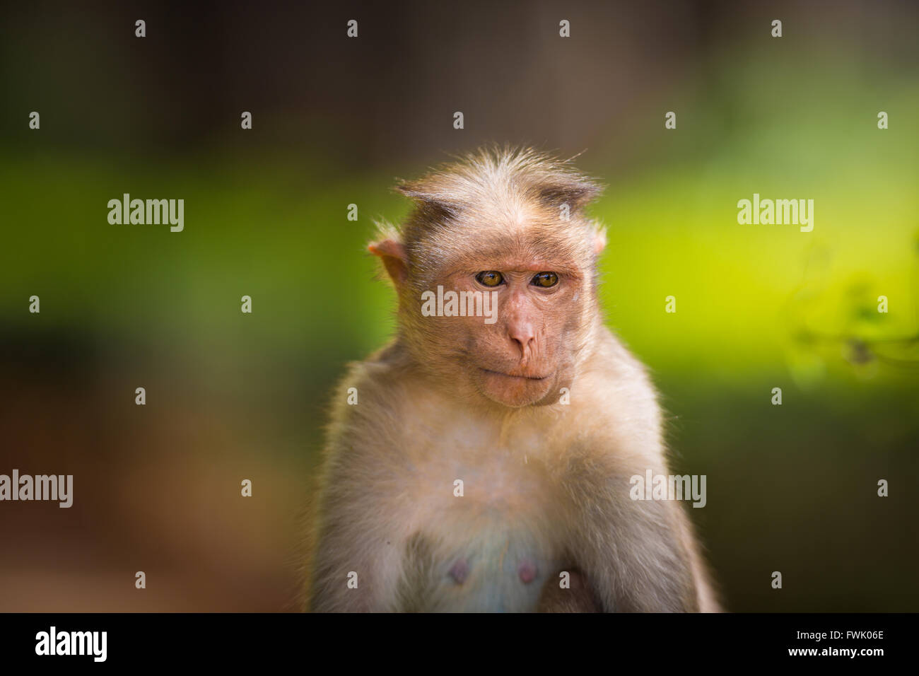 Bonnet Macaque Bestandteil der Banyan-Baum-Truppe Bangalore Indien. Stockfoto