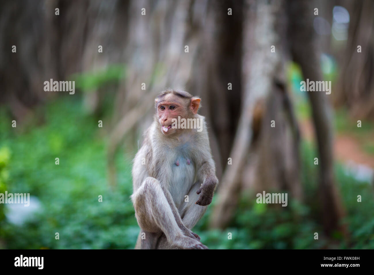 Bonnet Macaque Bestandteil der Banyan-Baum-Truppe Bangalore Indien. Stockfoto