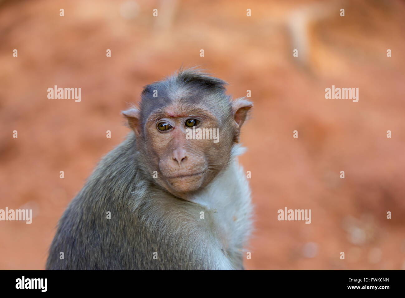 Bonnet Macaque Bestandteil der Banyan-Baum-Truppe Bangalore Indien. Stockfoto