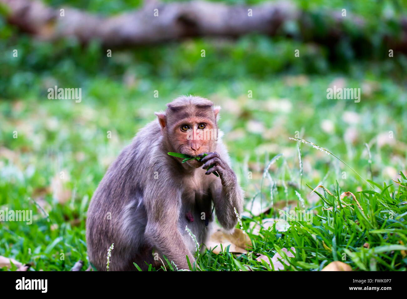 Bonnet Macaque Bestandteil der Banyan-Baum-Truppe Bangalore Indien. Stockfoto