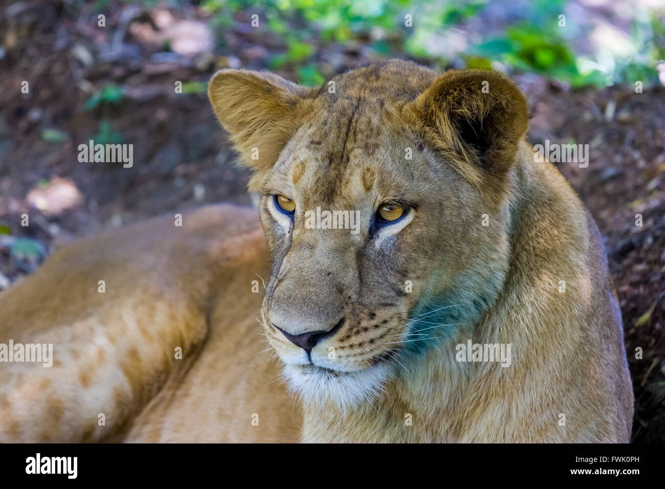 Incredible India asiatischen Löwen. Stockfoto