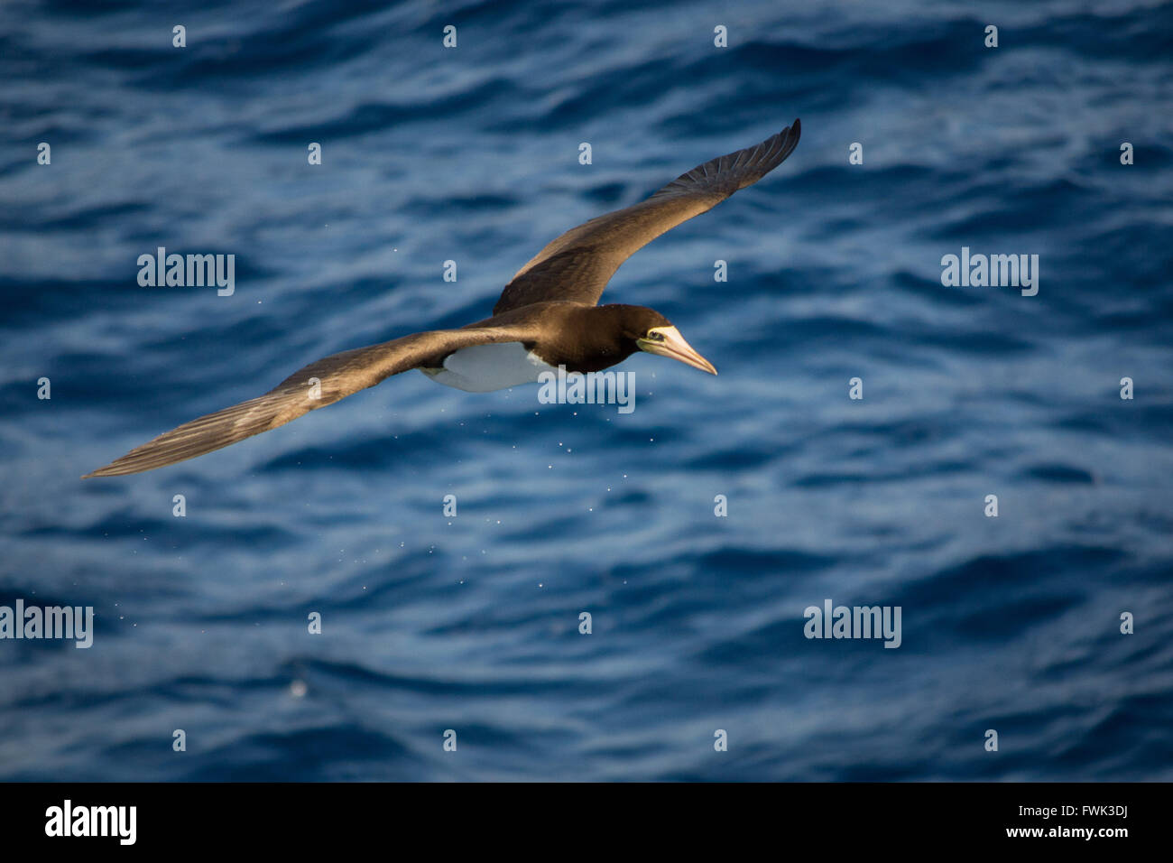 Ein brauner Sprengfallen Vogel (Sula Leucogaster) fliegt über dem karibischen Meer mit seiner epischen Flügelspannweite. Stockfoto