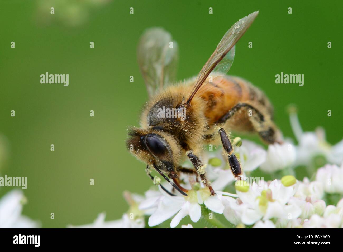 Biene auf Blüte in Nahaufnahme im freien Stockfoto