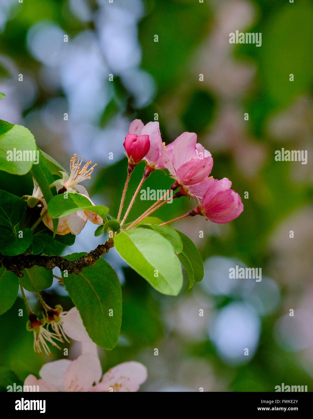 Drei Closeup rosa öffnen Knospen des Baumes Holzapfel, Fülle, Malus X moerlandsil. Stockfoto
