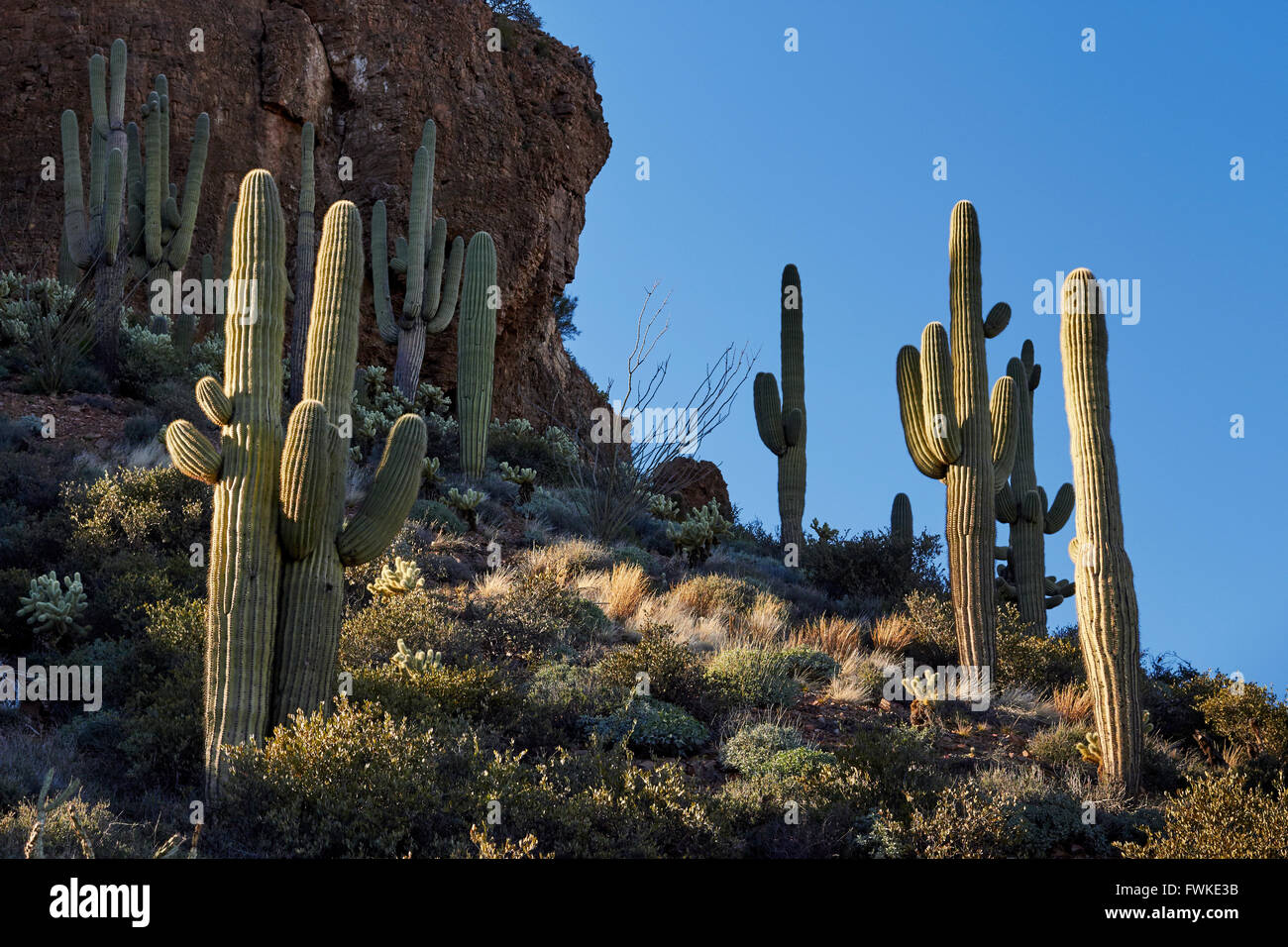Wilder Kaktus Wald, Tonto National Monument, Superstition Mountains, Roosevelt, Arizona, USA Stockfoto