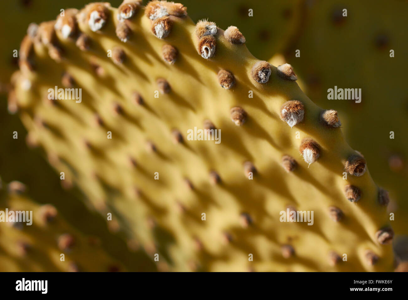 Prickly Pear Cactus Paddel, Big Bend National Park, Texas, USA Stockfoto