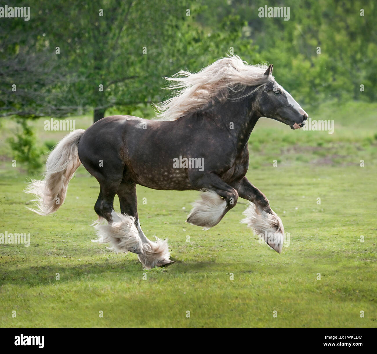 Gypsy Vanner Horse Hengst Stockfoto