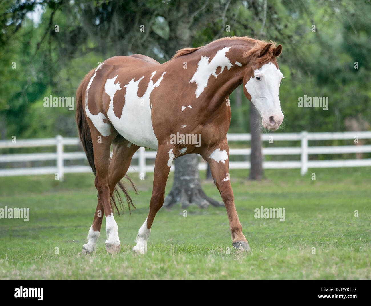 American Paint Horse Hengst Stockfoto