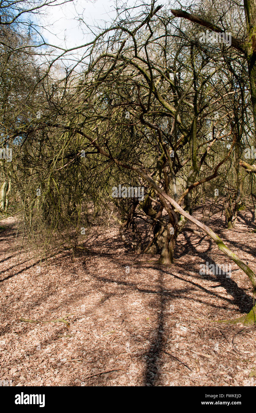 Umgestürzten Baum im Wald umgeben von braunen Laub auf dem Boden Stockfoto