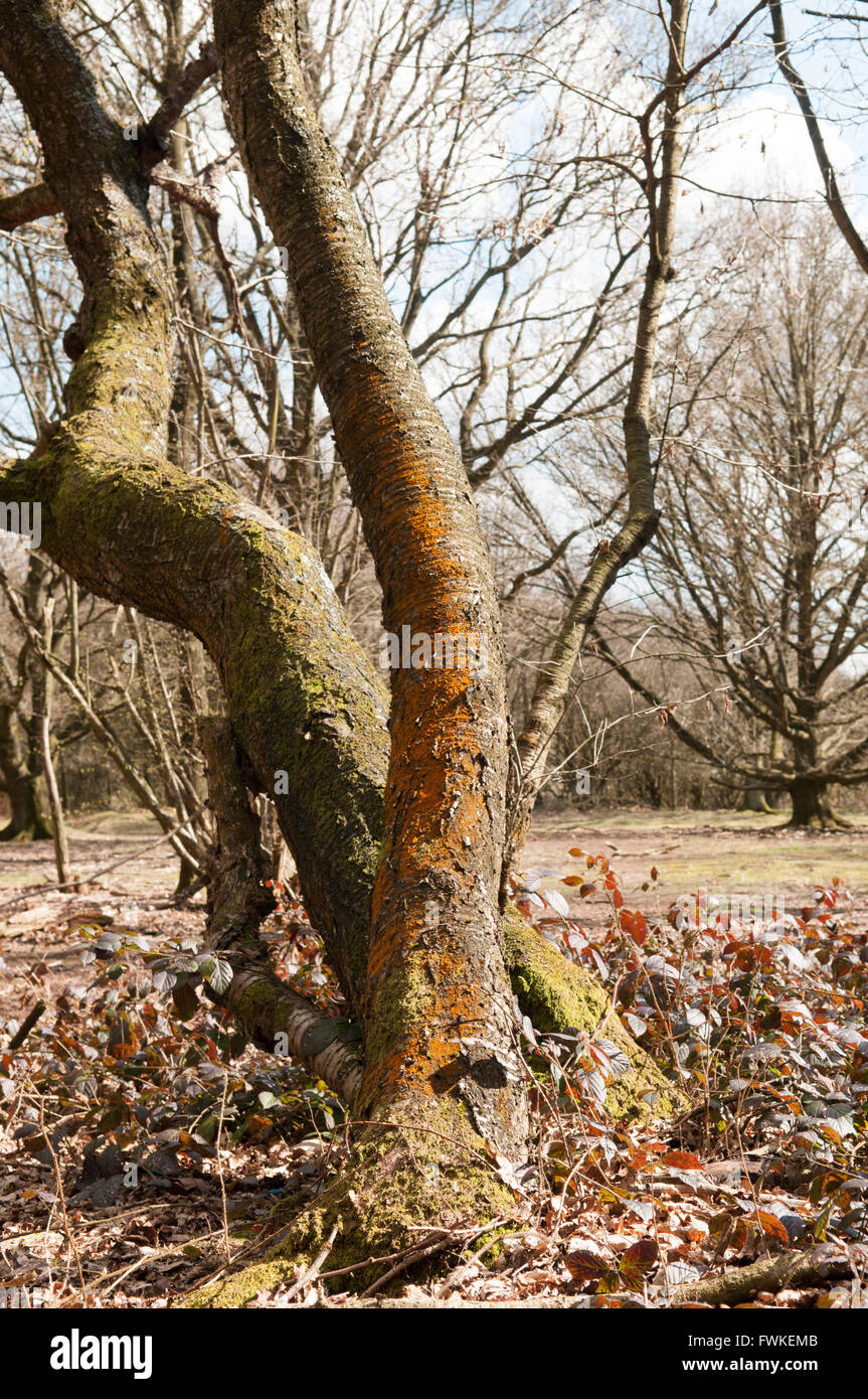 Waldweg in einer Lichtung mit natürlichem Sonnenlicht und Schatten Stockfoto