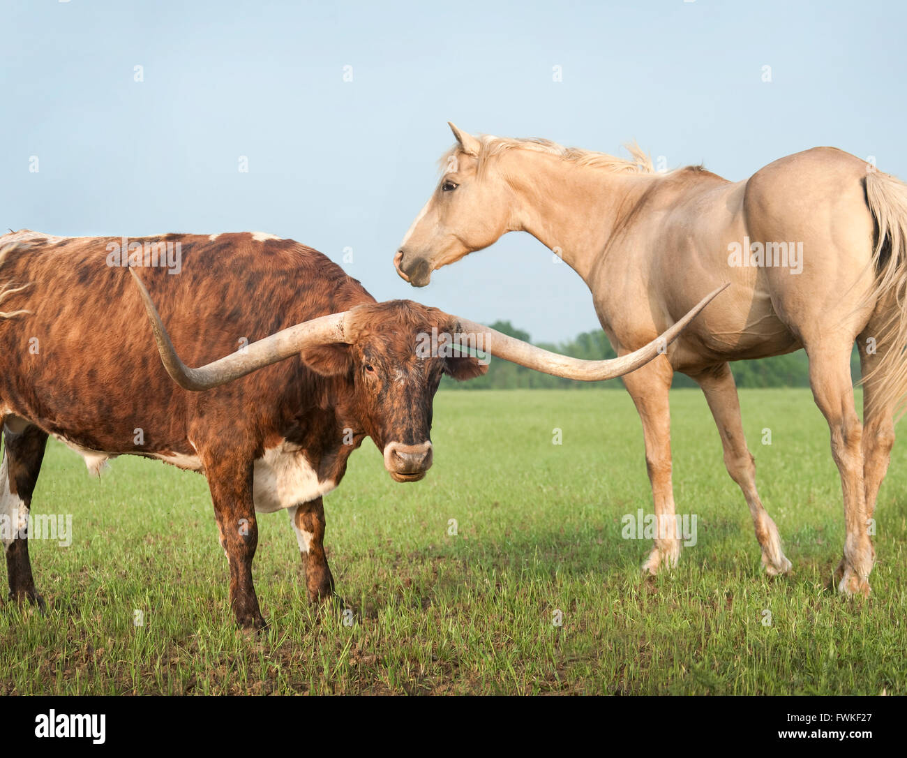 Longhorn Kuh und Quarterhorse auf der Weide Stockfoto