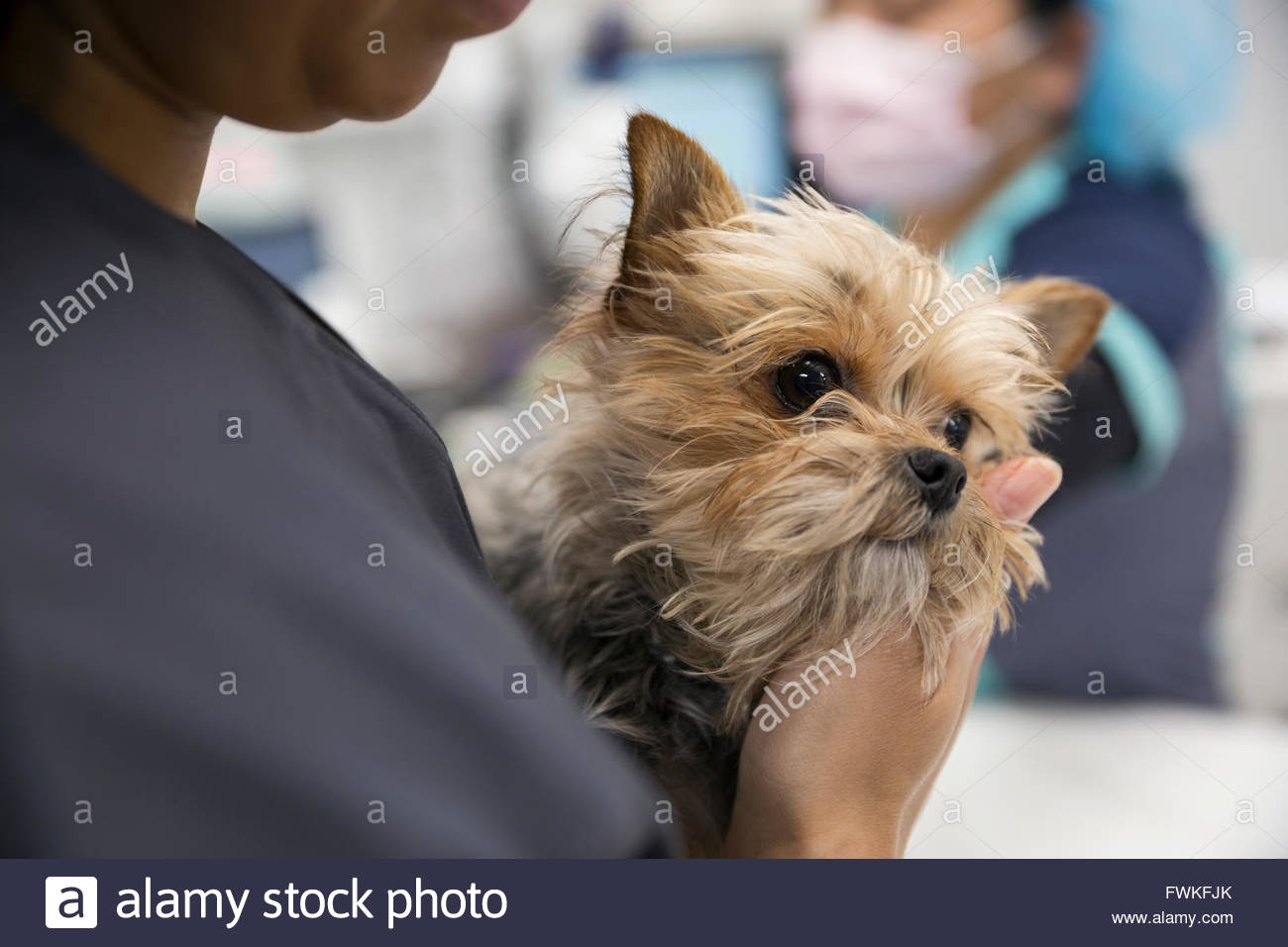 Nahaufnahme des Tierarztes hält zaghaft Hund Klinik Stockfoto
