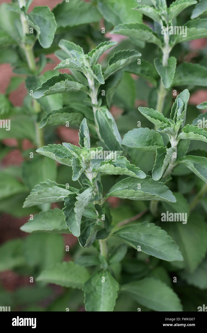 Schließen Sie herauf Bild der süßen Pflanze Stevia rebaudiana Stockfoto