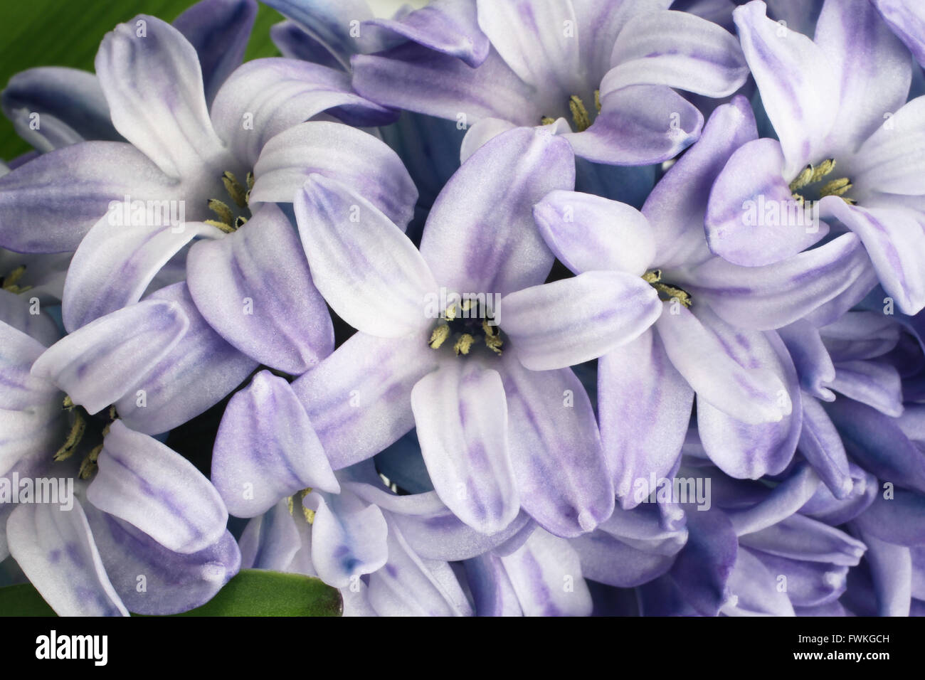 Leicht lila Hyazinthe Blüte. Closeup Stockfoto