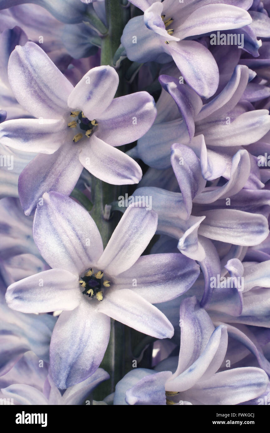 Leicht lila Hyazinthe Blüte. Closeup Stockfoto