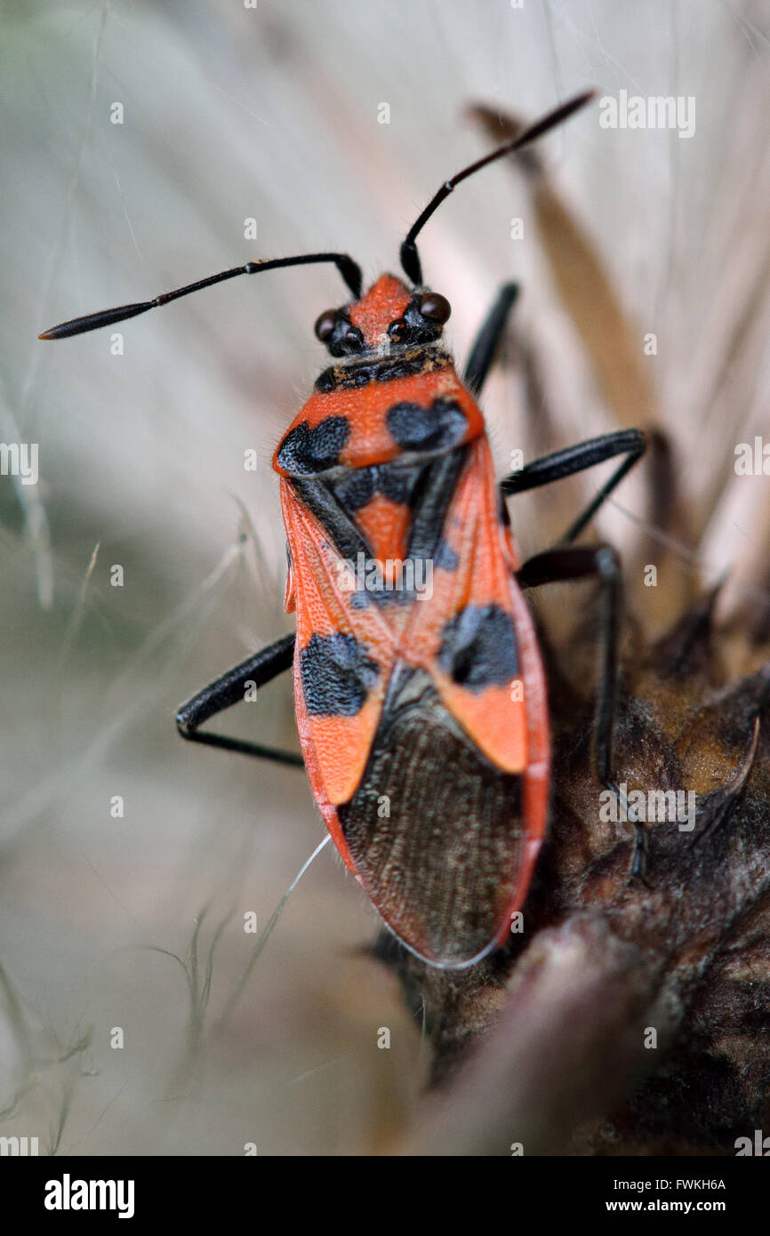 Corizus Hyoscyami Bug auf Distel Seedhead. Auffallend rote und schwarze True-Bug in der Familie Rhopalidae, aka geruchlose Pflanze bugs Stockfoto