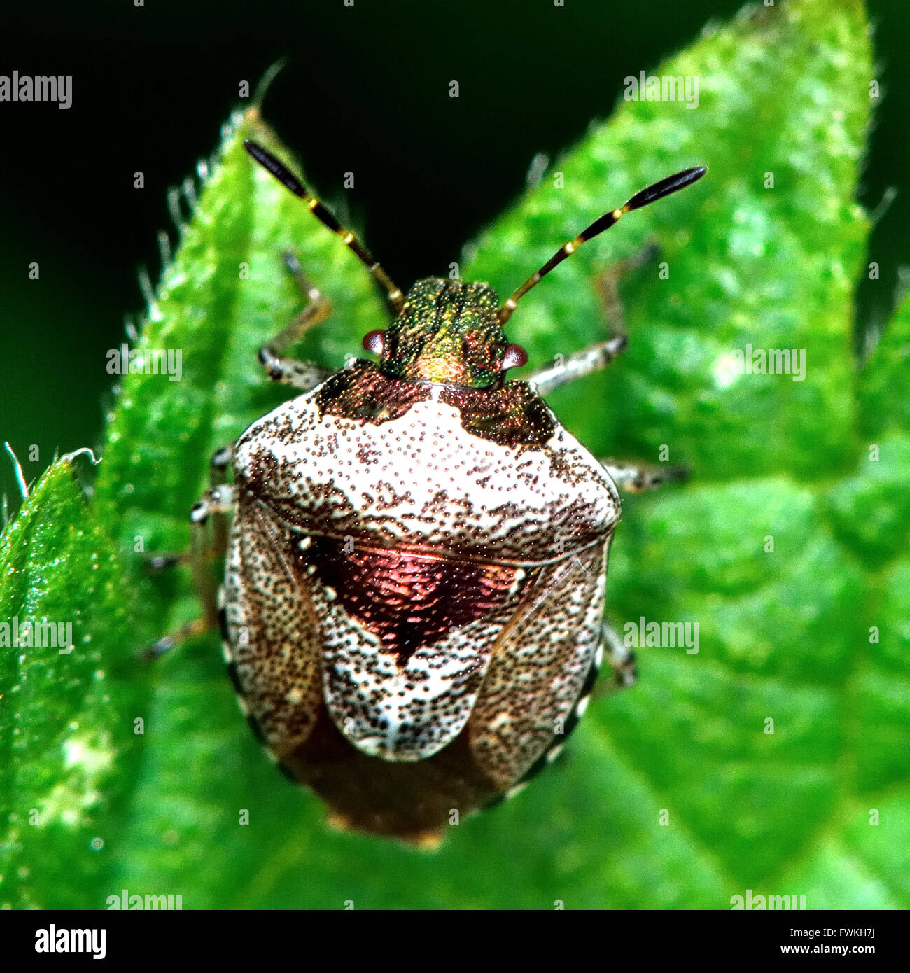 Woundwort Shieldbug (Eysarcoris Venustissimus). Eine schillernde True-Bug in der Familie Pentatomidae, metallische Färbung zeigt Stockfoto