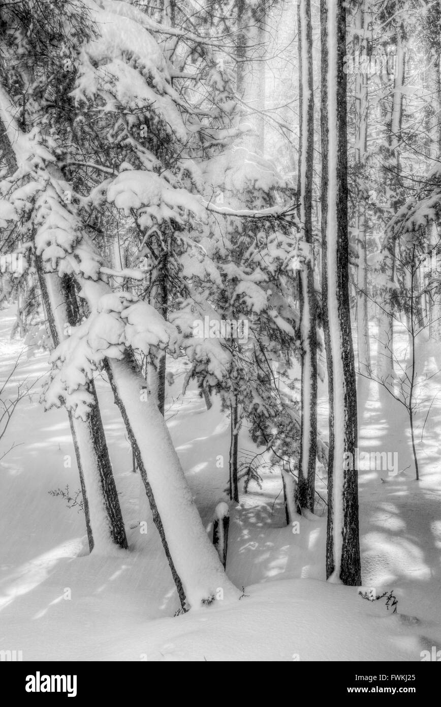 Monochromatische winterlichen Wald Szene Stockfoto